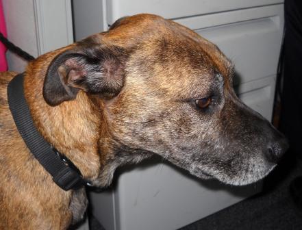 Werner dog compressed.jpg